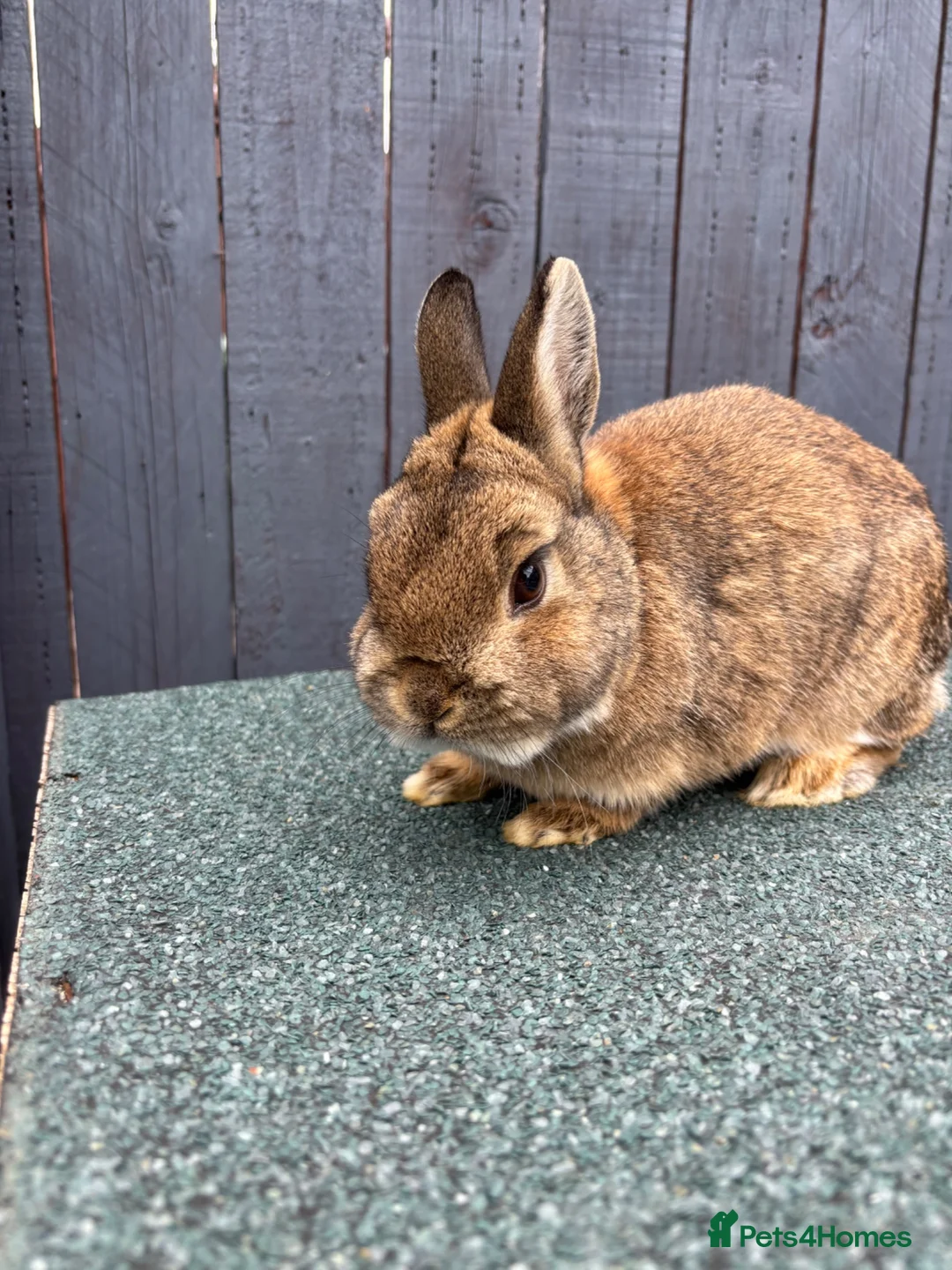 Netherland Dwarf rabbits for sale: Friendly Netherland dwarf rabbit  in Gateshead - Advert 2