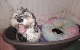 Lhasa Apso dogs for sale: Rare 5* Kyi-Leo Puppies ready for loving homes NOW - Image 4