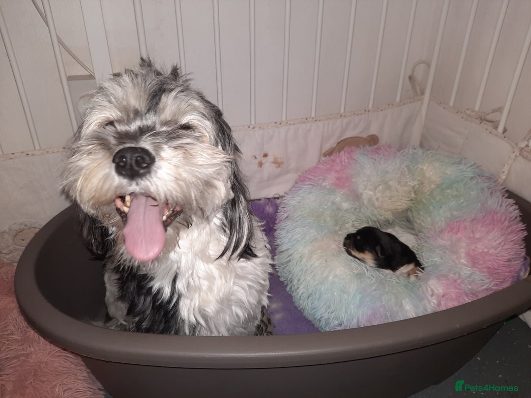 Lhasa Apso dogs for sale: Rare 5* Kyi-Leo Puppies ready for loving homes NOW - Image 4