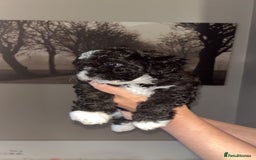 Mixed Breed dogs for sale: My beautiful Cavapoo Angie has given birth! 🐶🥰 - Image 9