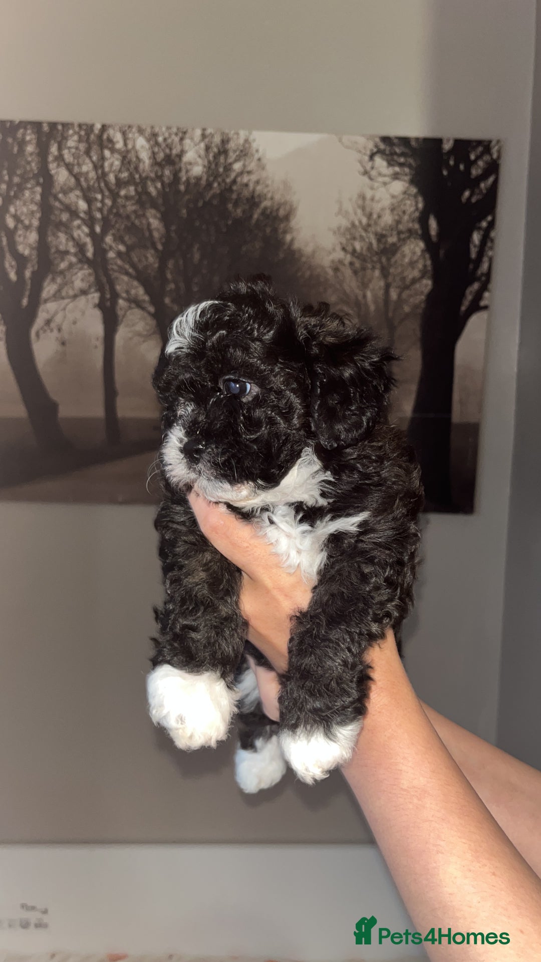 Mixed Breed dogs for sale: My beautiful Cavapoo Angie has given birth! 🐶🥰 - Image 9
