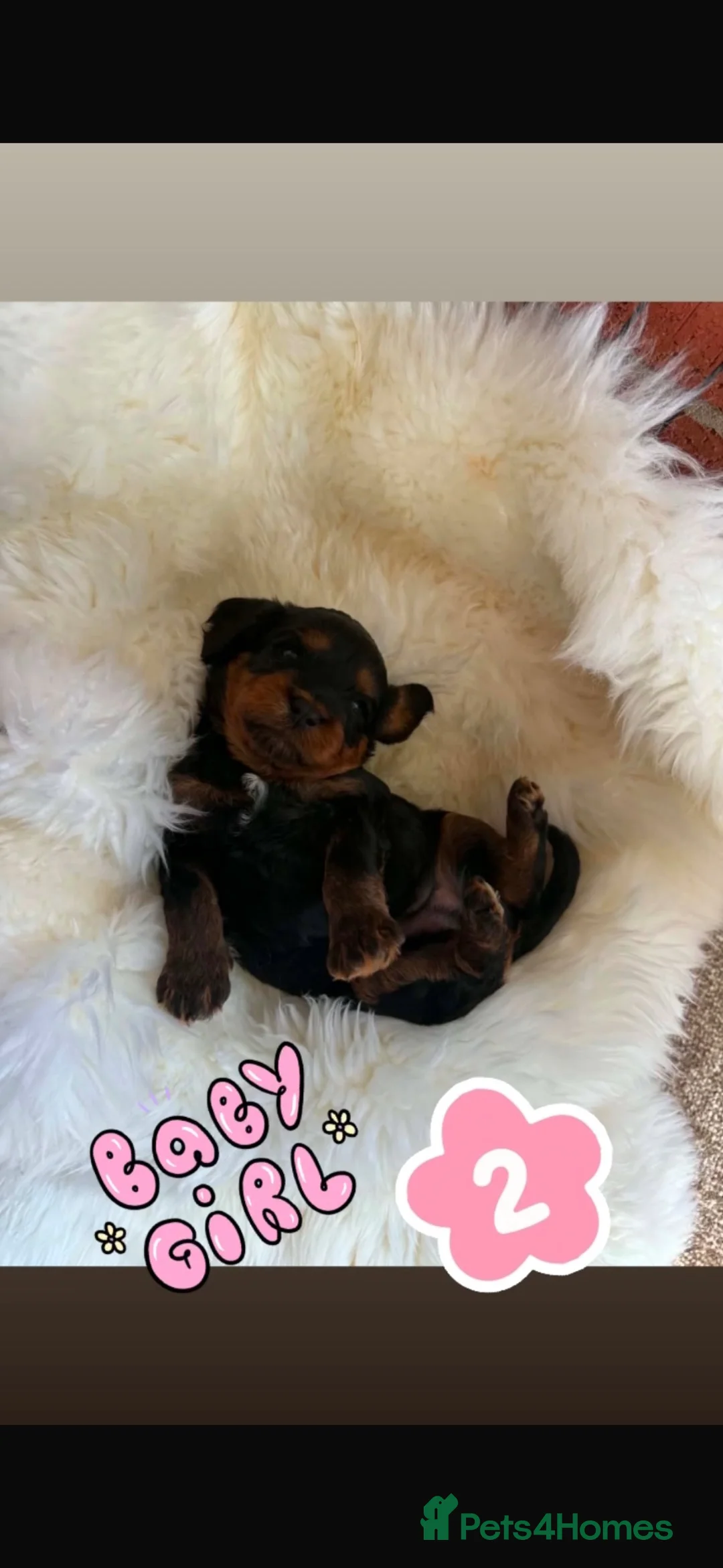 Cavapoo dogs for sale: TOP QUALITY F1 CAVAPOO BABIES! - Advert 16