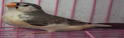 Finches birds for sale: MUTATION ZEBRA FINCHES ORANGE BREAST BLACK FACE - Advert 15