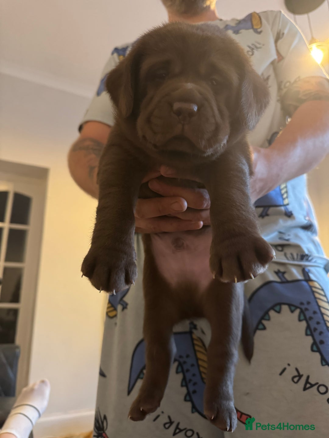 Labrador Retriever dogs for sale: 1 beautiful KC chunky show chocolate boy 4 wks - Image 2