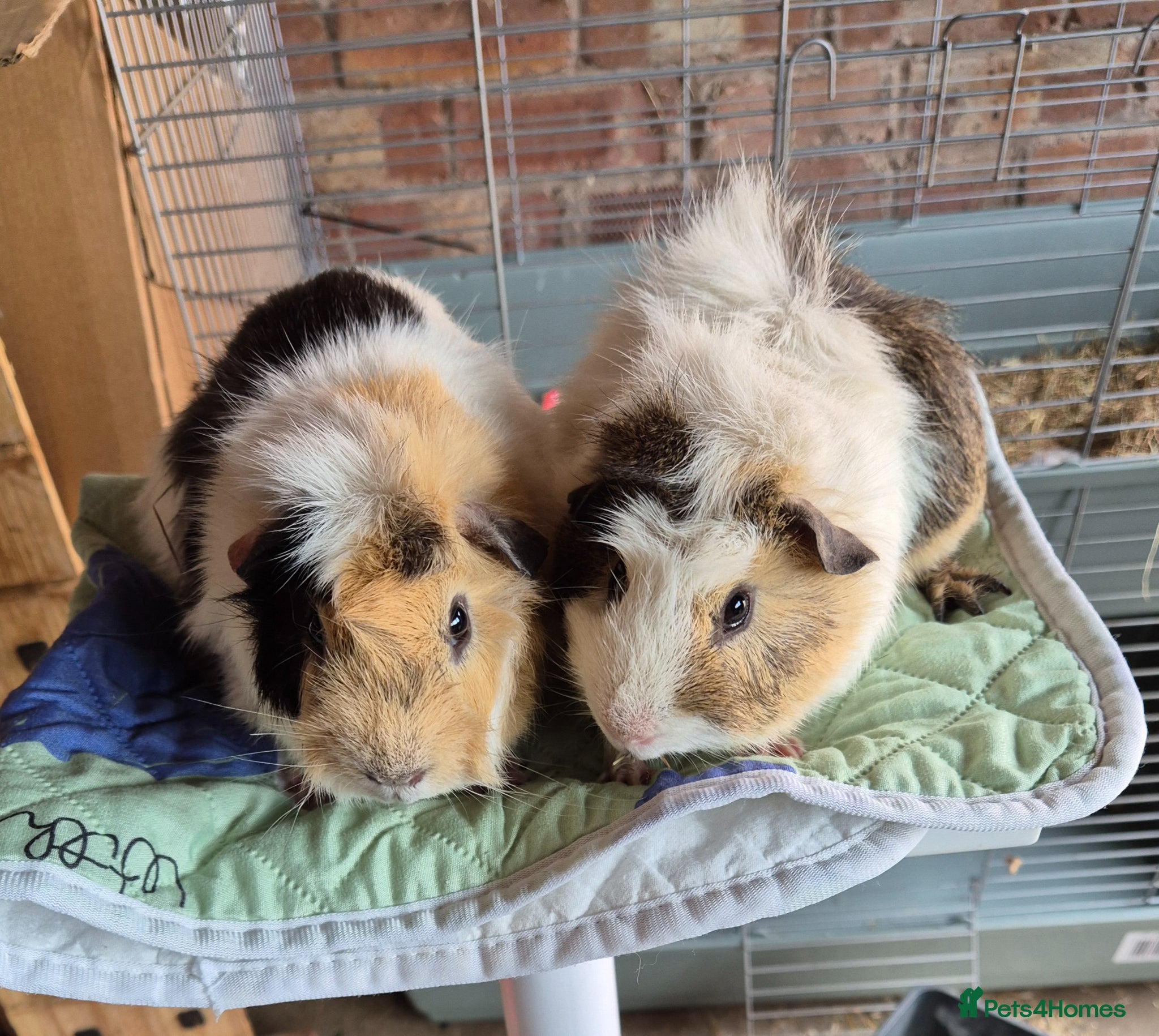 Guinea Pig rodents Bonded Guinea Pigs - Advert 16