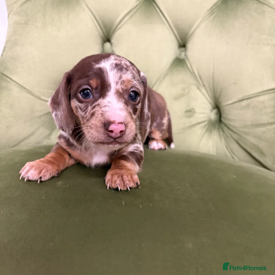 Miniature Dachshund dogs for sale: 4x miniature Dachsund  - Advert 28