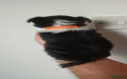 Yorkshire Terrier dogs for sale: 100% Biewer yorkshire-terrier Pedigree  - Advert 6