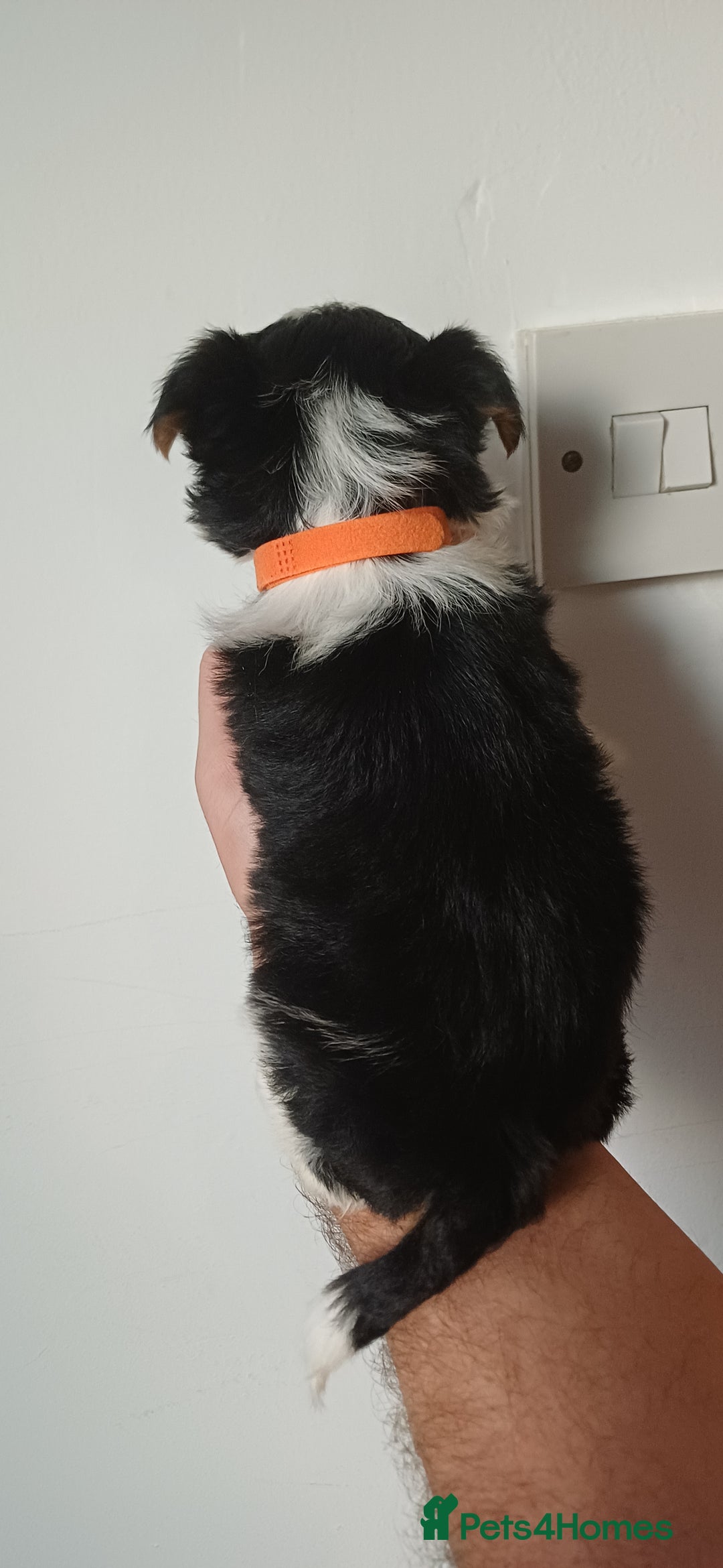 Yorkshire Terrier dogs for sale: 100% Biewer yorkshire-terrier Pedigree  - Advert 6