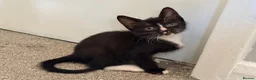 Sphynx cats for sale: LAST FEMALE fluffy half Sphynx kitten - Ready Now  - Advert 2