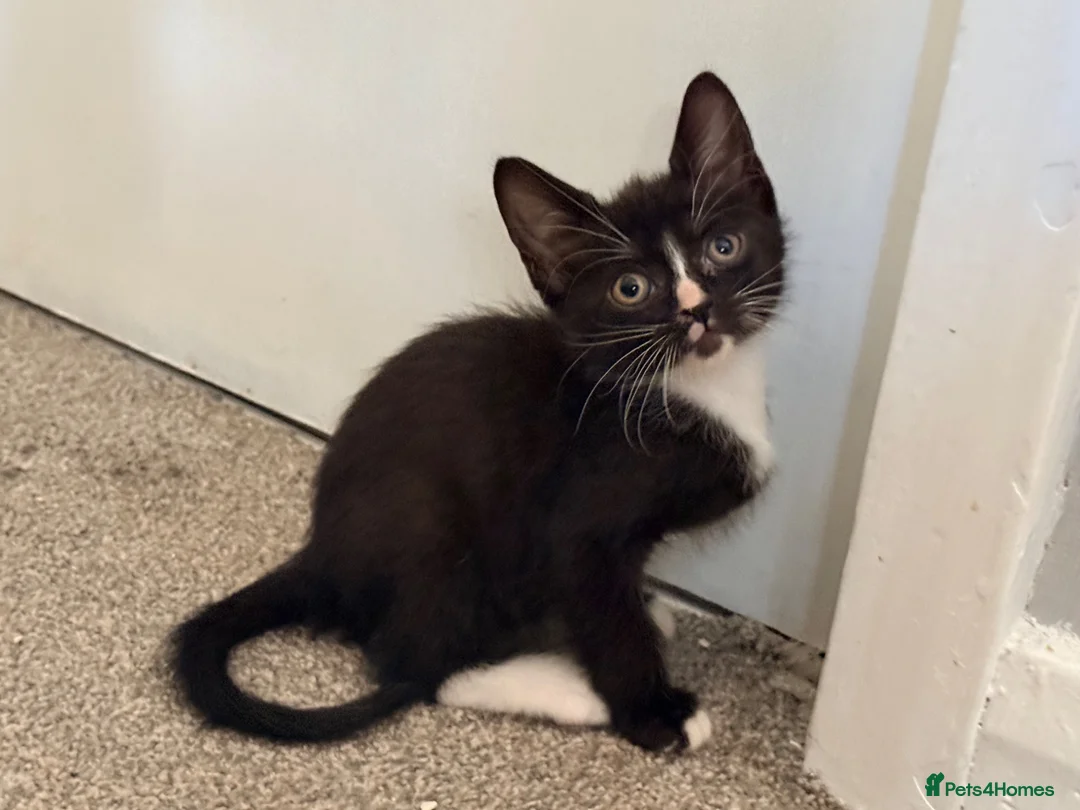 Sphynx cats for sale: LAST FEMALE fluffy half Sphynx kitten - Ready Now  - Advert 2