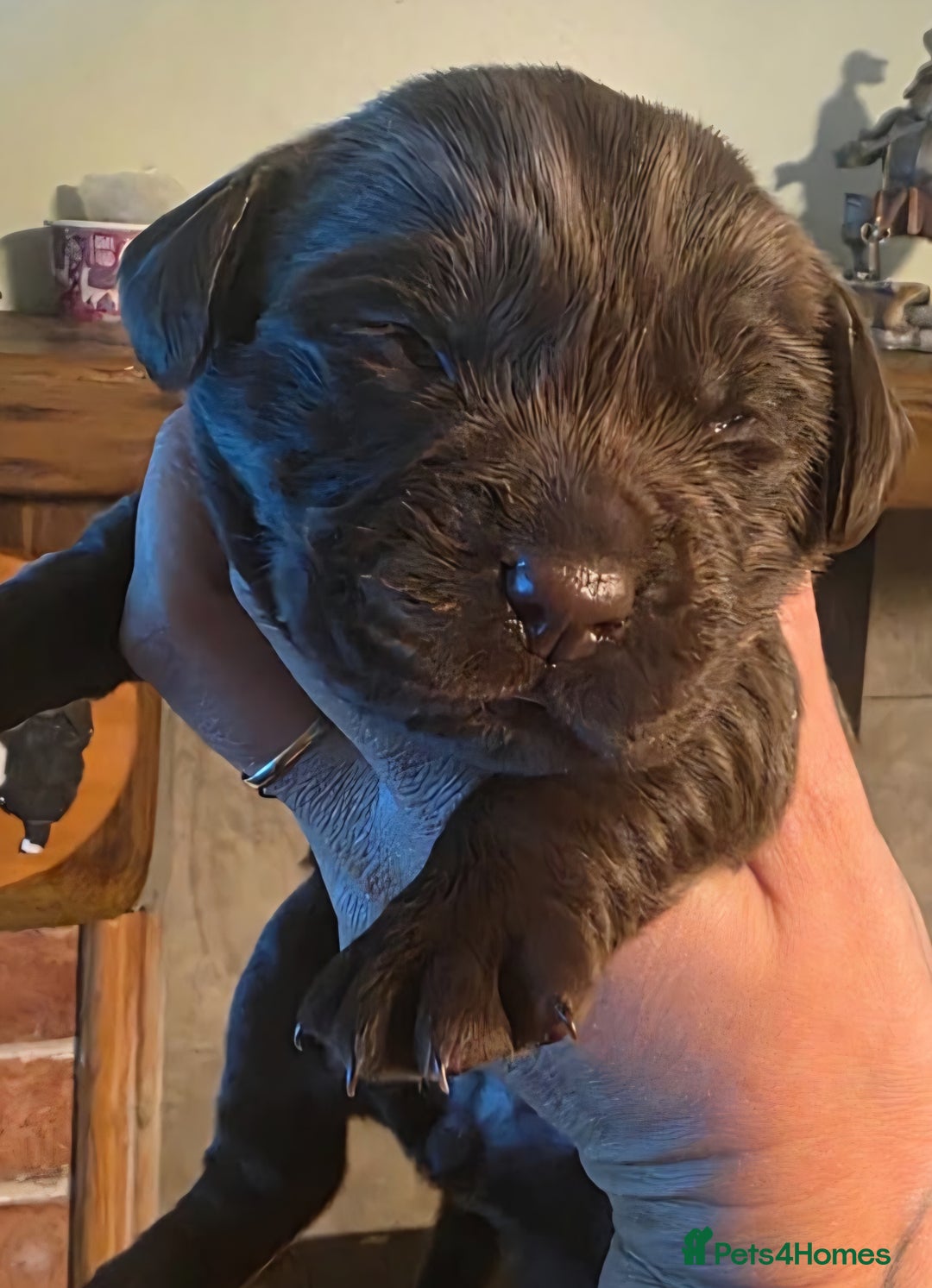 Cockerdor dogs for sale: Chocolate F1 cockerdor puppies  - Advert 5