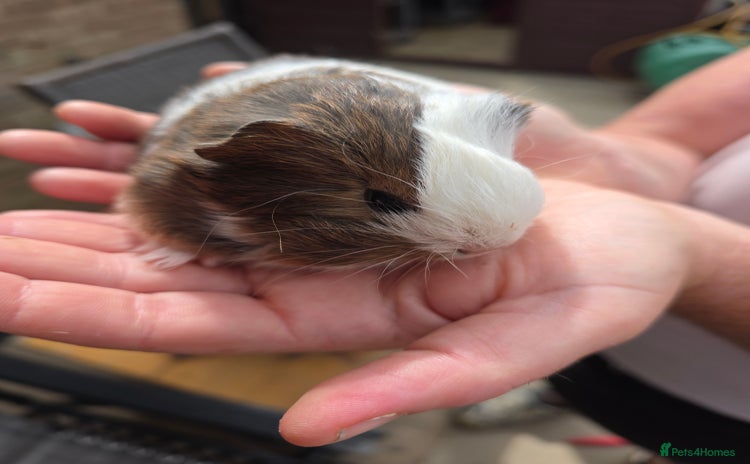 Guinea Pig rodents - Advert 1