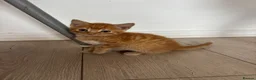 Domestic Shorthair cats for sale: 6 gorgeous kittens looking for loving home - Advert 4