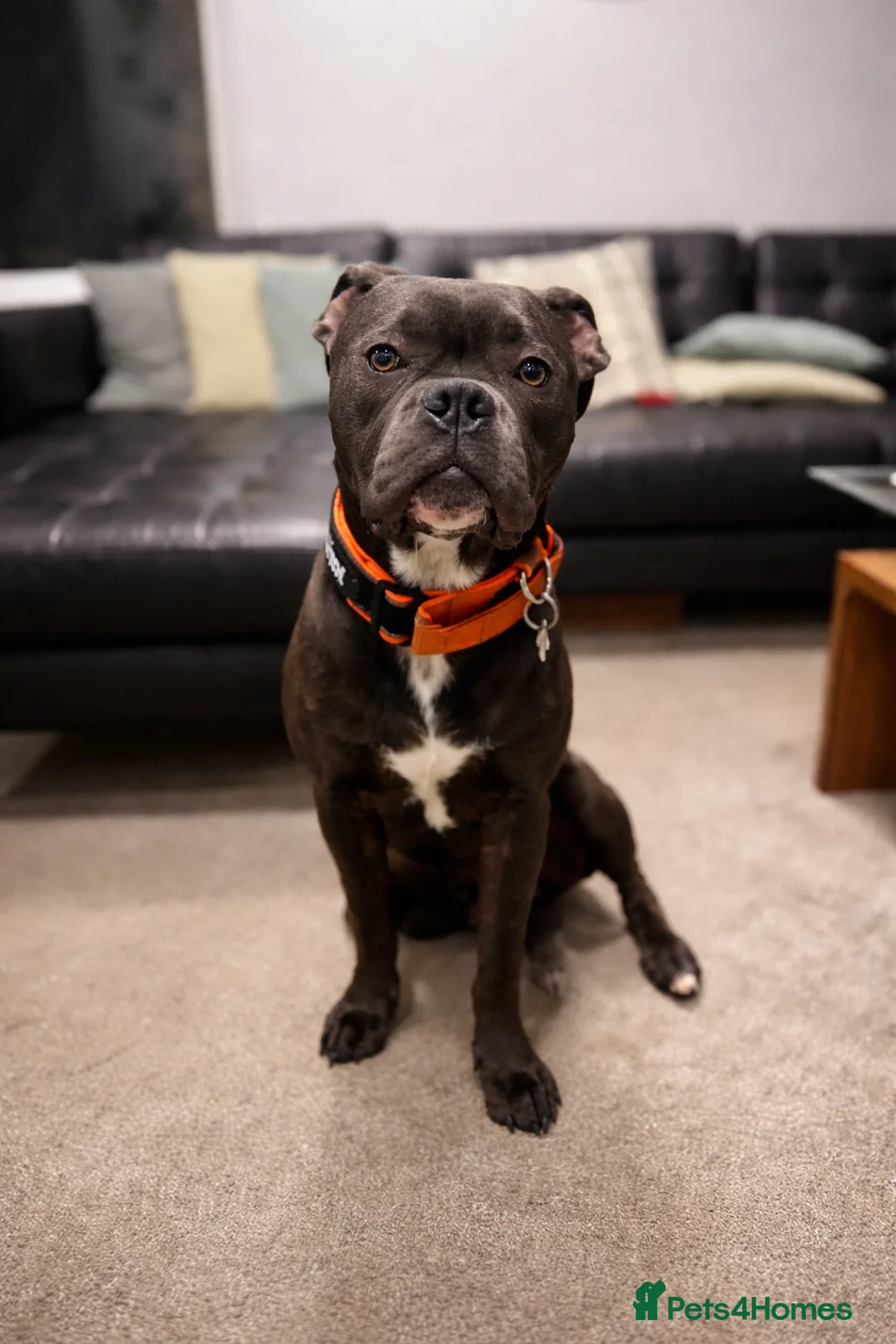 Mixed Breed dogs for sale: Cane Corso  - Advert 2