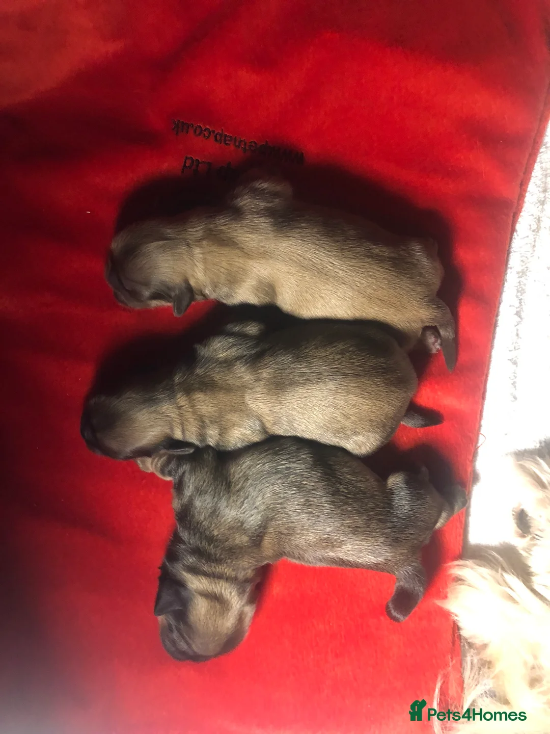 Shih Tzu dogs for stud: Shih tzu stud  in Glasgow - Advert 5