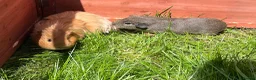 Guinea Pig rodents for sale: Lunkarya and Californian baby guinea pigs  - Advert 3