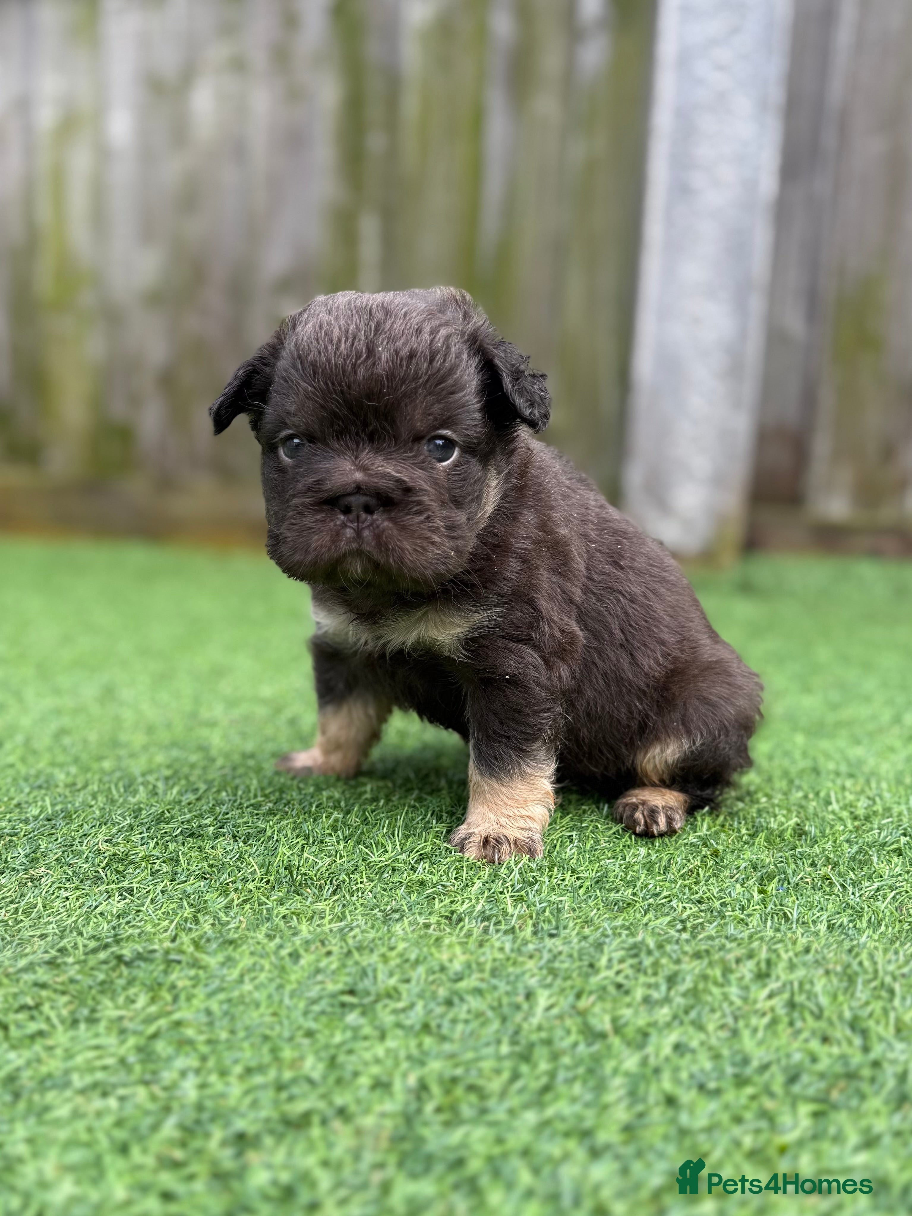 French Bulldog dogs Full fluffy French bulldogs  - Advert 14