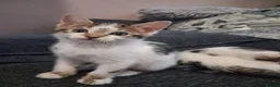 Mixed Breed cats for sale: Mixed bengal kittens - Advert 4