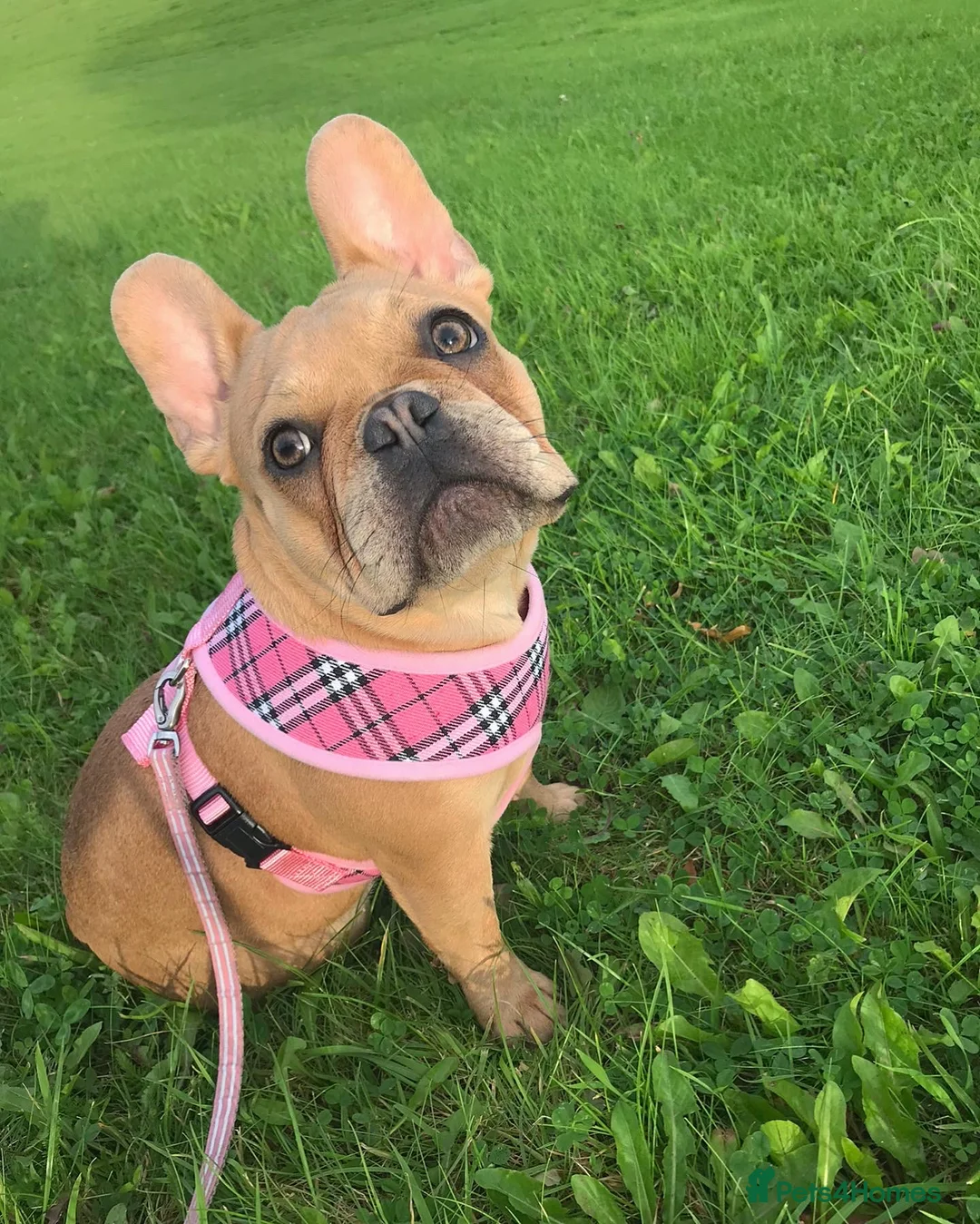 French Bulldog dogs for sale: Forever home for our beautiful girl  - Advert 2