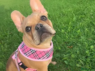 French Bulldog dogs Forever home for our beautiful girl - Advert 23