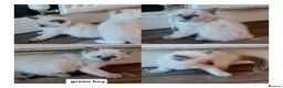Ragdoll cats for sale: Pure ragdoll kitten  in Leicester - Advert 3