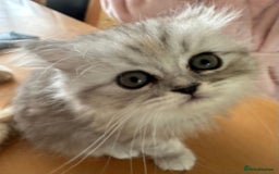Persian cats for sale: Two multicoloured Persian females - Image 10
