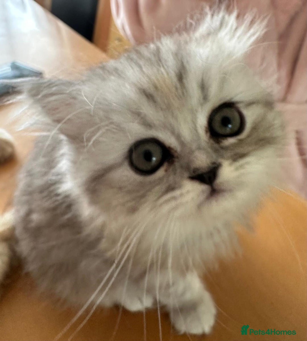 Persian cats for sale: Two multicoloured Persian females - Image 10