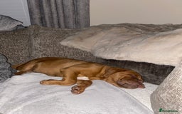 Dogue De Bordeaux dogs for sale: Male and female dogue de bordeaux puppies  - Advert 7