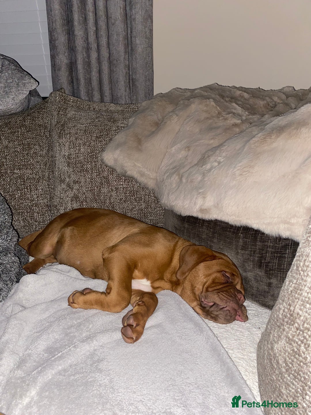 Dogue De Bordeaux dogs for sale: Male and female dogue de bordeaux puppies  - Advert 7