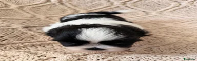 Shih Tzu 1