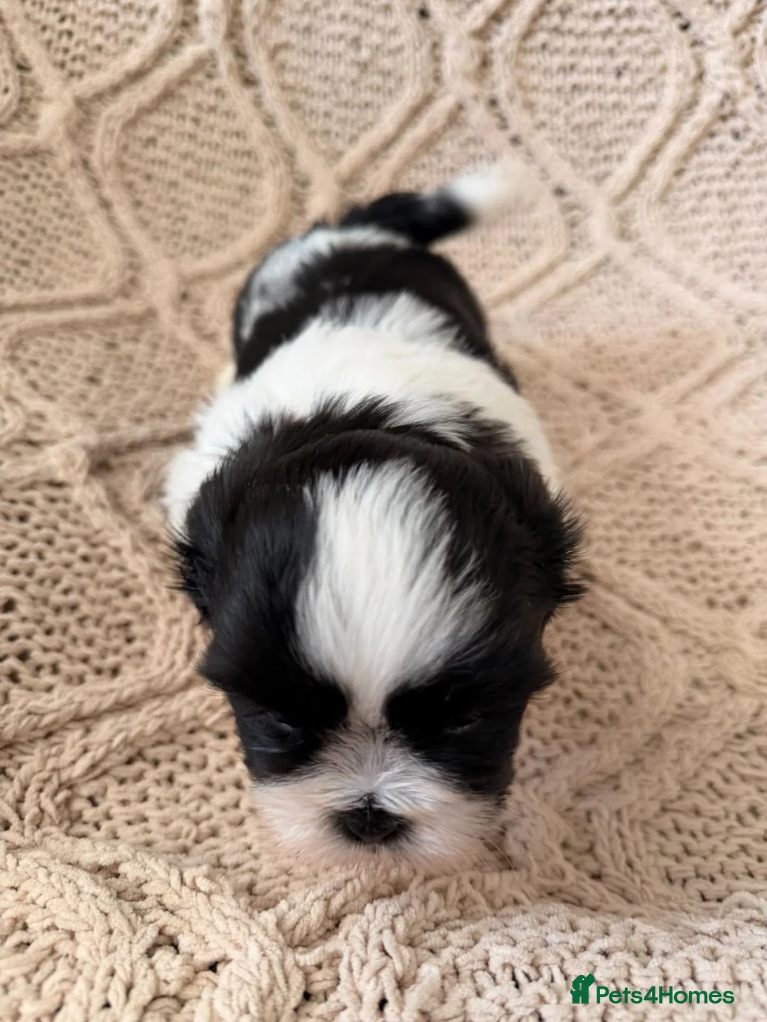 Shih Tzu dogs for sale: Adorable Shih Tzu Puppies – 2 Boys & 2 Girls in Manchester - Advert 2