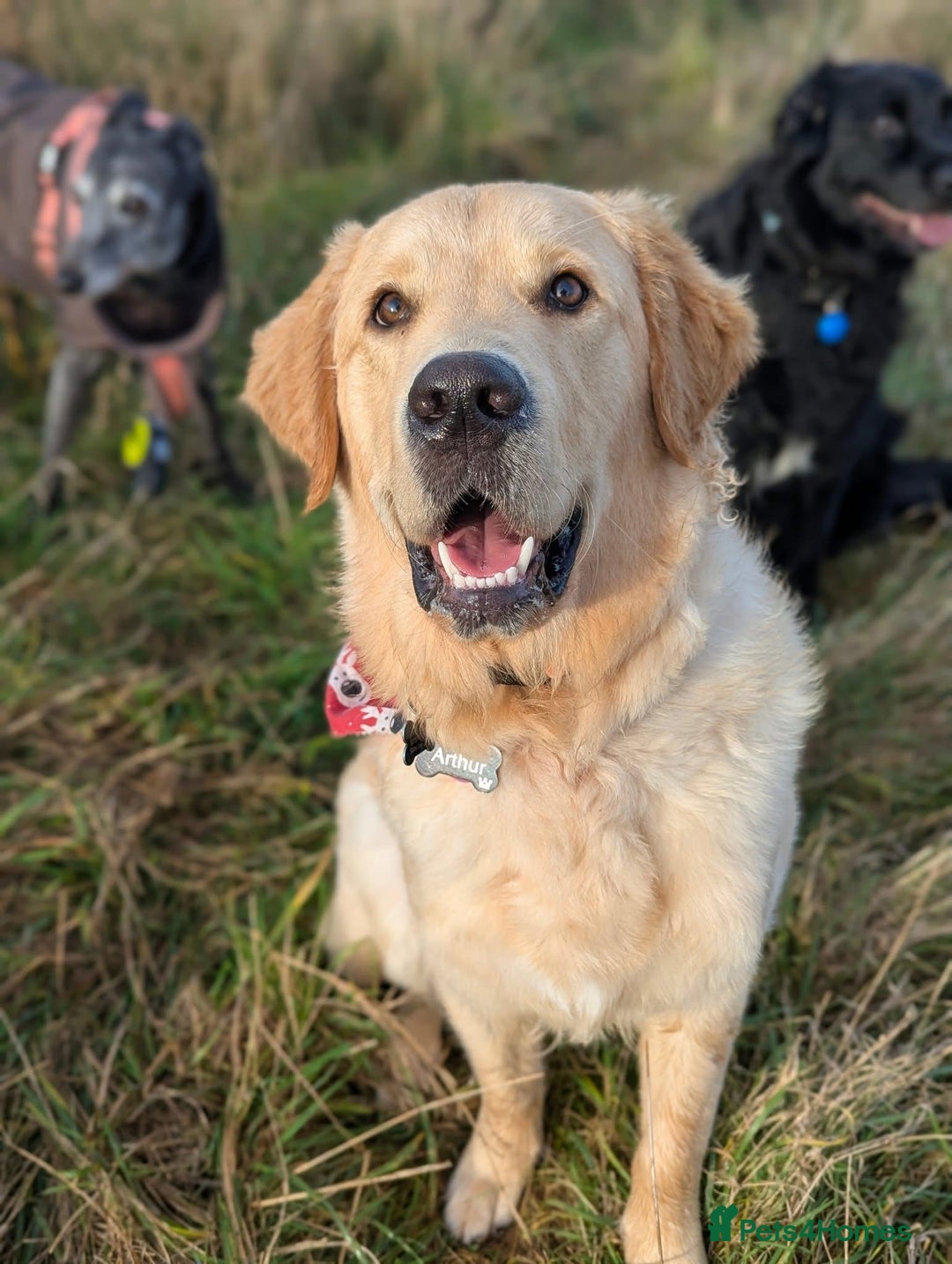 Golden Retriever dogs for sale: 1yr old American Golden Retriever for rehome  - Advert 10