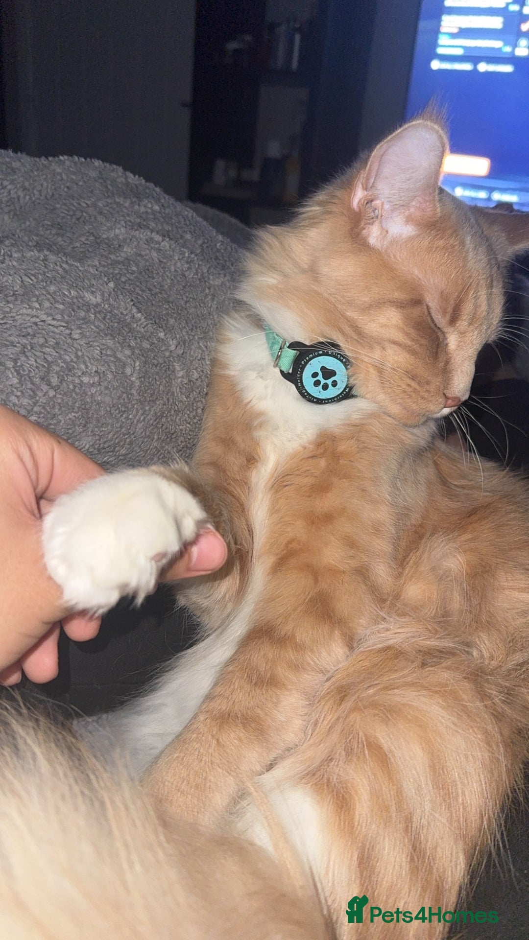 Maine Coon cats for sale: Perfect Young Male Maine coon - Image 5