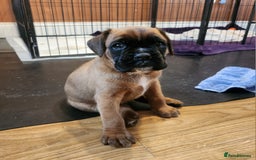 Boxer dogs for sale: 🌟🩷COI 0.5% KC REG BOBTAIL GIRL🩷🌟 - Image 38