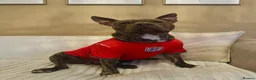Staffordshire Bull Terrier dogs for sale: Rex Male  - Advert 5