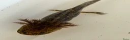 Axolotl reptiles for sale: Axolotl - Advert 18