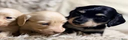 Miniature Dachshund dogs for sale: KC Longhaired Cream Miniature Dachshund Puppies - Advert 1