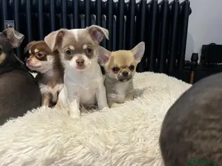 Chihuahua dogs READY NOW - chihuahua puppies smooth & long - Advert 2