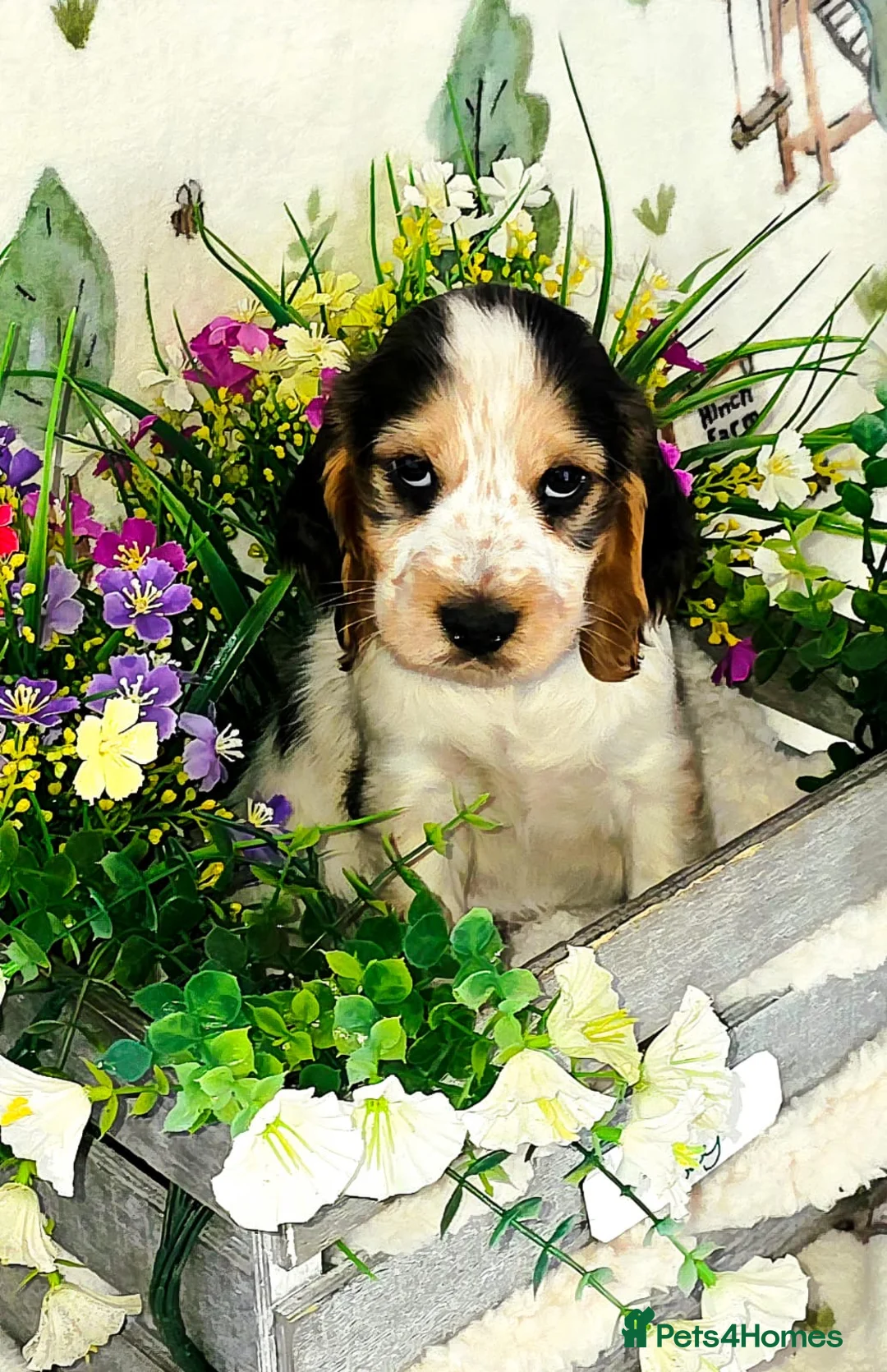 Cocker Spaniel dogs for sale: KC REGISTERED ENGLISH SHOW TYPE COCKER SPANIELS in Waterlooville - Advert 2