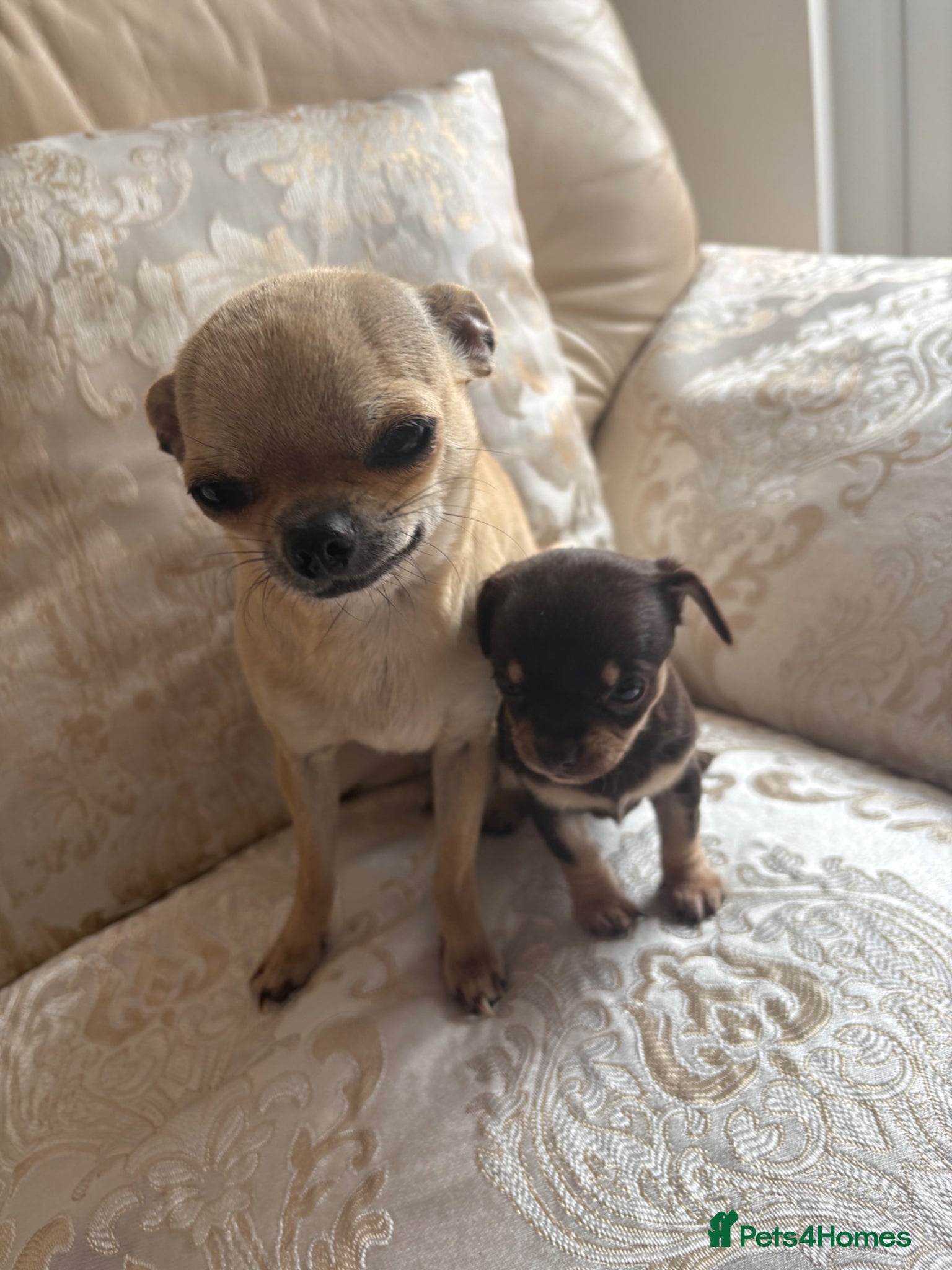 Chihuahua dogs Chihuahua puppies for sale - Advert 9
