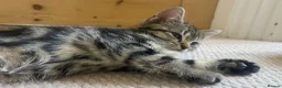 Mixed Breed cats for sale: Kittens looking for a new home 🐱 - Advert 4