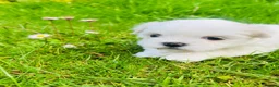 Malshi dogs for sale: Beautiful Malshi puppies - Advert 6