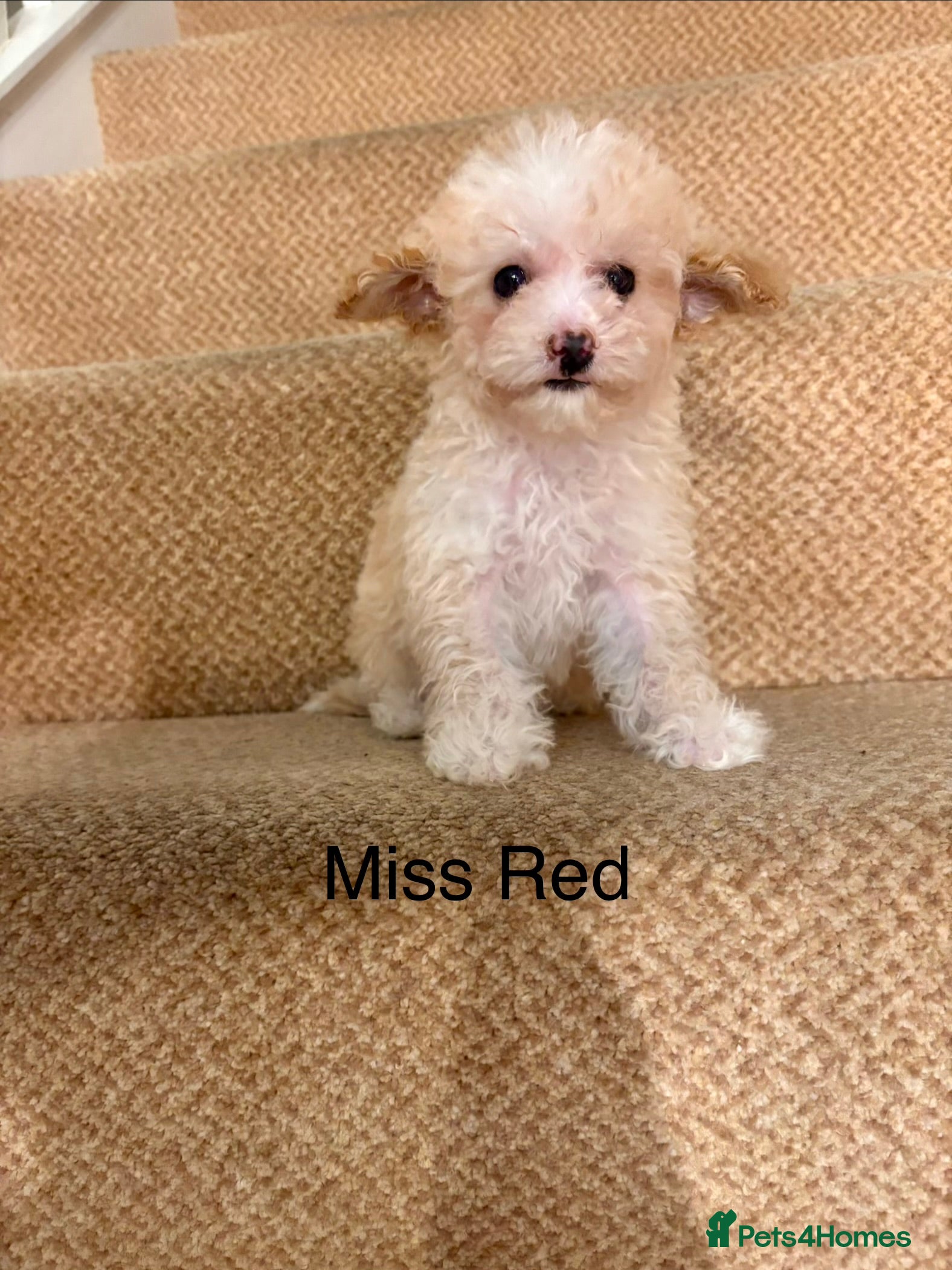 Cavapoo dogs X1 Beautiful F1b Cavapoo puppie remaining  - Advert 2