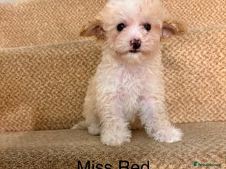 Cavapoo dogs X1 Beautiful F1b Cavapoo puppie remaining - Advert 2