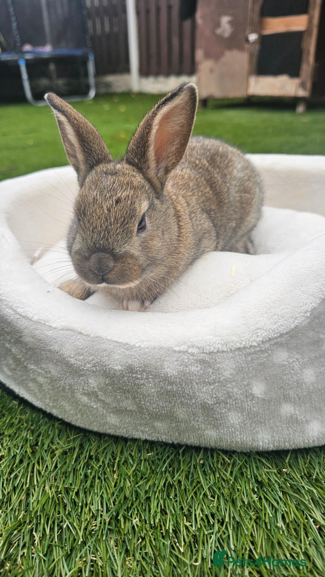 Netherland Dwarf rabbits 🐰 Beautiful Baby Bunny Looking for Loving Homes  - Advert 3
