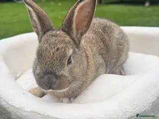 Netherland Dwarf rabbits 🐰 Beautiful Baby Bunny Looking for Loving Homes - Advert 1