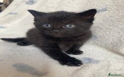 Maine Coon cats for sale: Main coon x  - Image 20