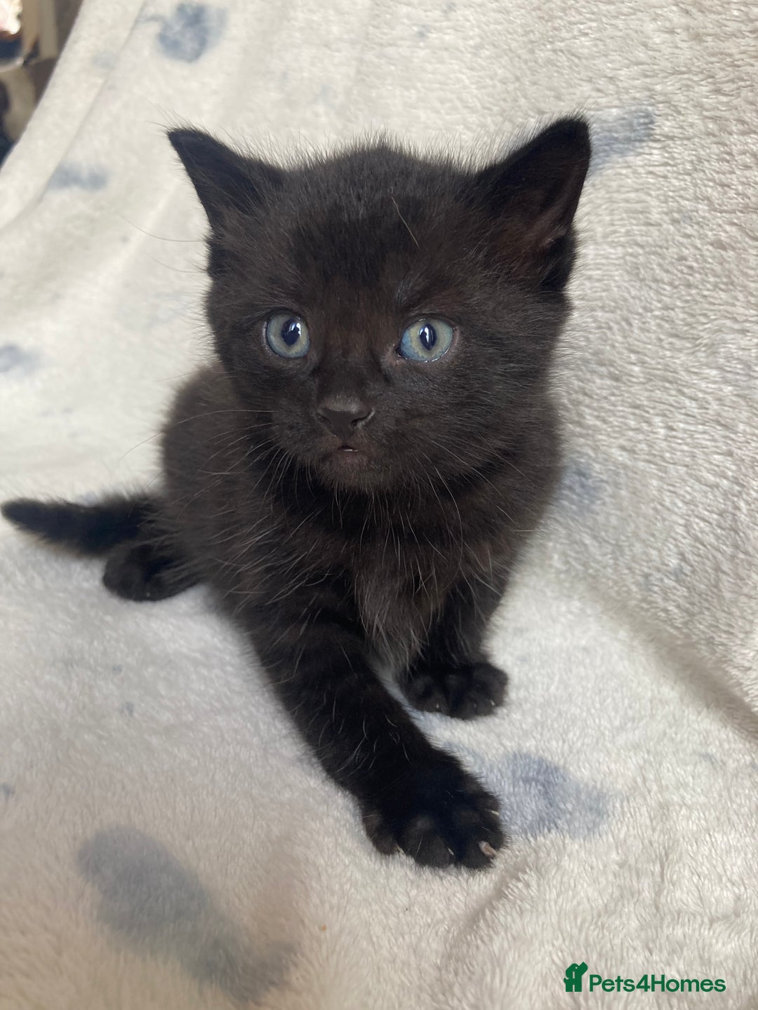 Maine Coon cats for sale: Main coon x  - Image 20