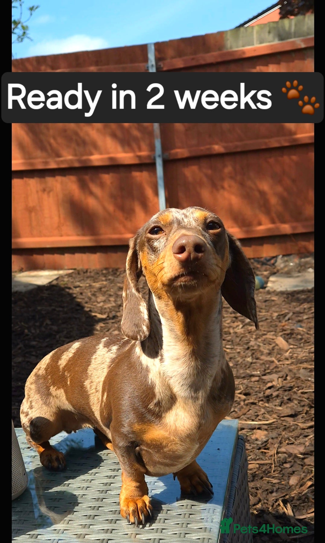 Miniature Dachshund dogs 🐾KC Silver Dapple - Elite Show Lines - 2.2% COI🐾 - Advert 9