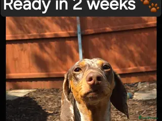 Miniature Dachshund dogs 🐾KC Silver Dapple - Elite Show Lines - 2.2% COI🐾 - Advert 9